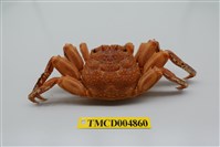 藏品(鱗形斜紋蟹)的圖片